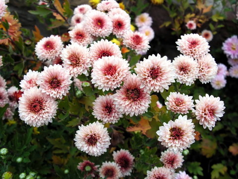 菊花