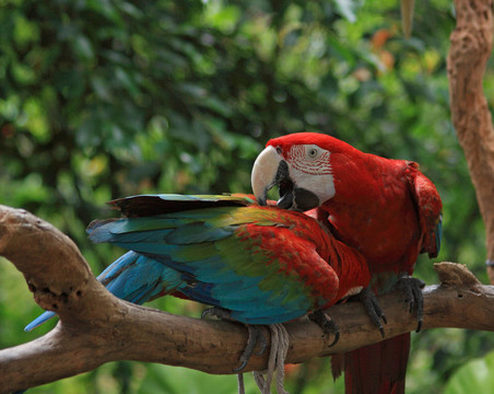 Parrot（ARA澳門(mén)）