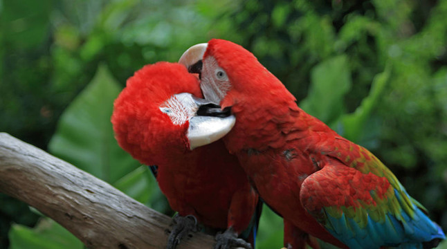 Parrot（ARA澳門）