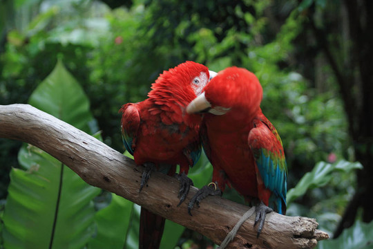 Parrot（ARA澳門）
