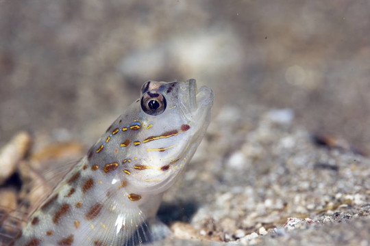 紅海shrimpgoby