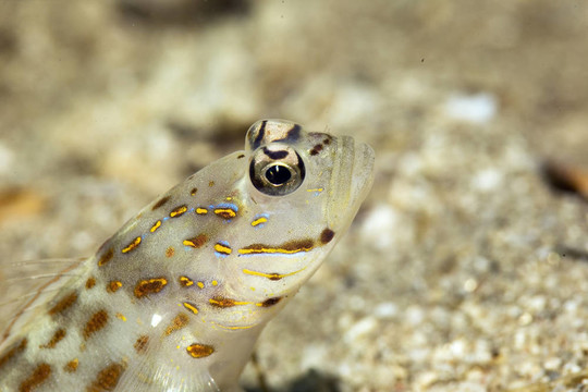 紅海shrimpgoby