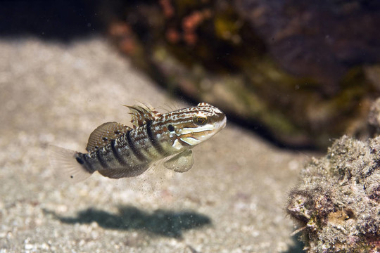 tailspot蝦虎魚