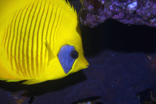蒙面的蝴蝶魚