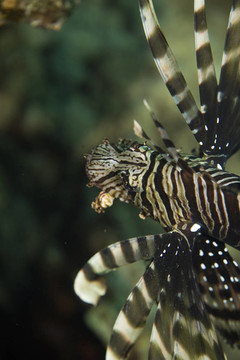 常見的獅子魚