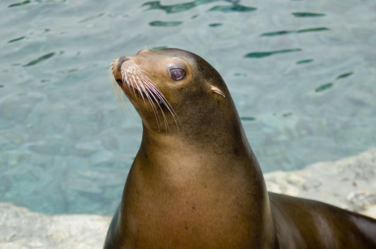 小海獅