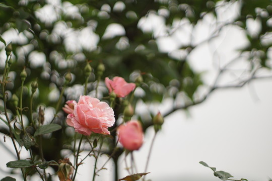 月季花