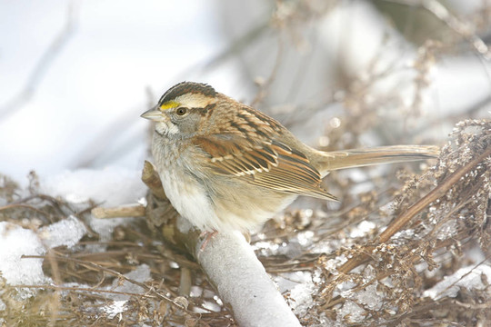 雪候鳥