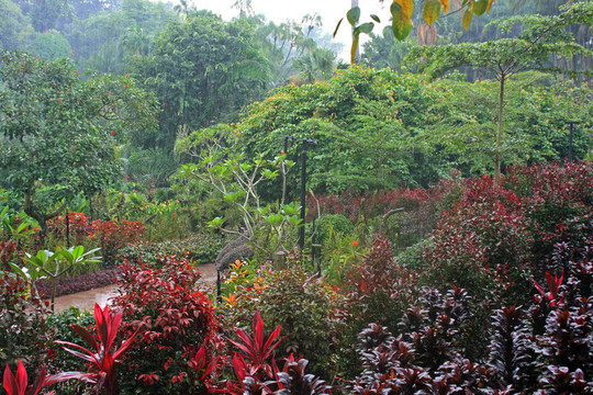 新加坡植物園