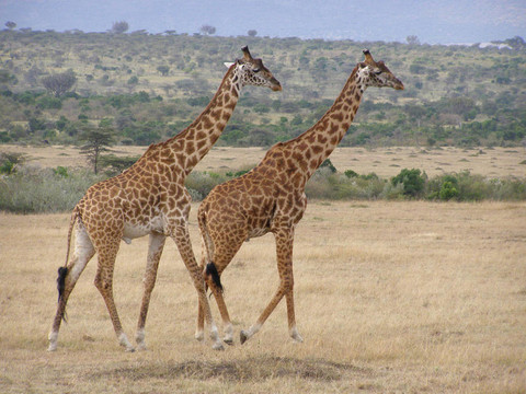 jirafas