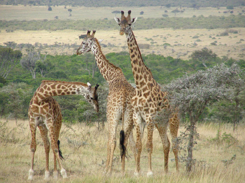 jirafas