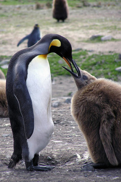Mother King Penguin哺育幼仔；南喬治亞島；南極洲
