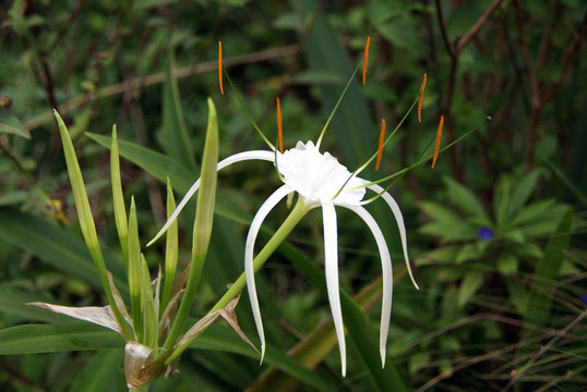 White Flower與橙色孢子；巴布亞新幾內(nèi)亞