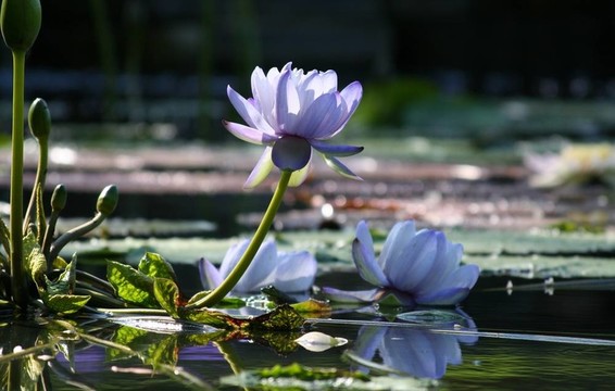 莉莉和青蛙