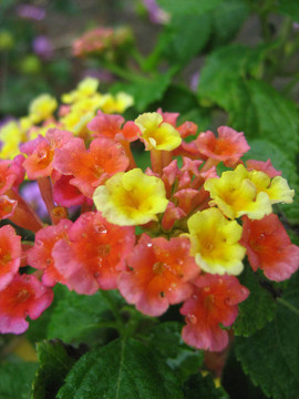 一束花
