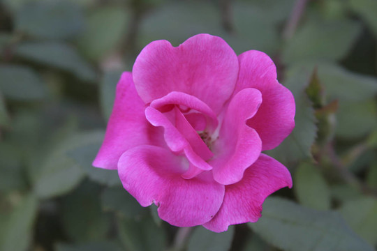 靠近薔薇-植物園-沃思堡；TX