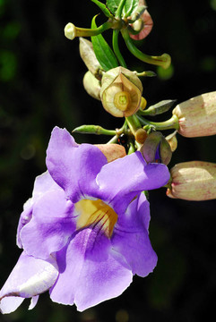 蘭花