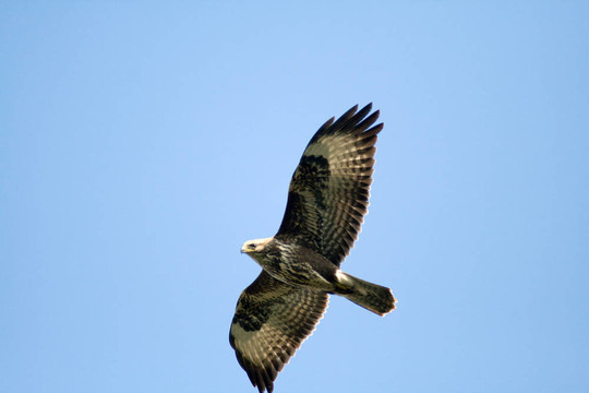 飛翔的野生鳥類