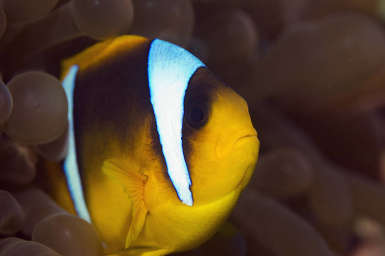 紅海的小丑魚