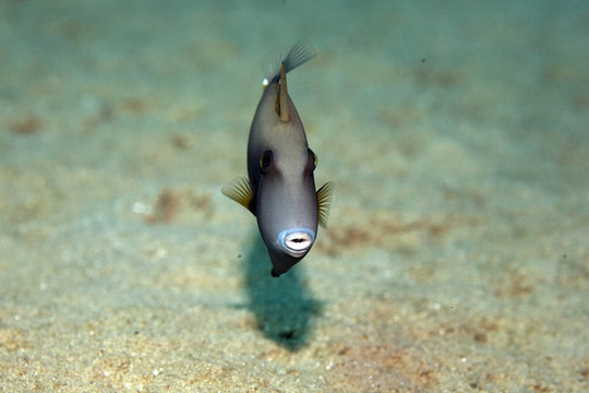 藍(lán)喉歌鴝熱帶魚