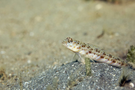 華麗的shrimpgoby