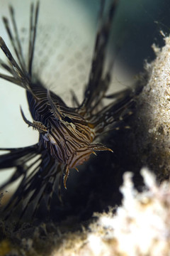 常見的獅子魚