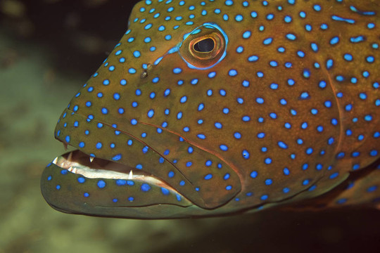 紅海coralgrouper