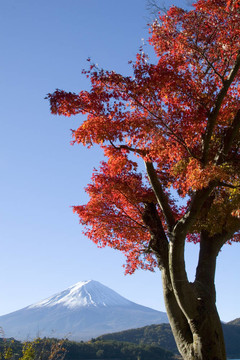 富士山第八秋季