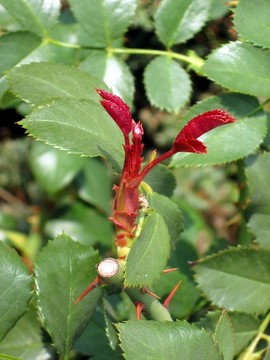 玫瑰花蕾