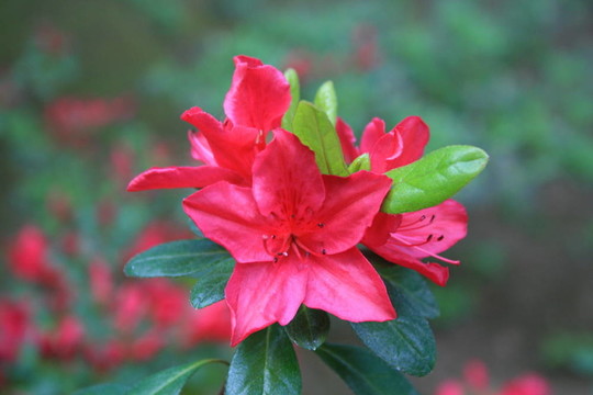 杜鵑花