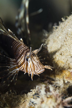 常見的獅子魚