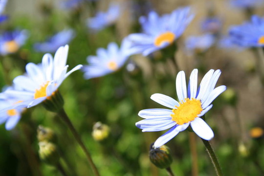 藍(lán)色瑪格麗特花