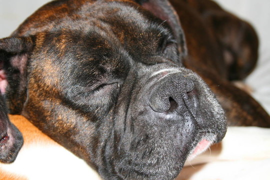 女Boxer Dog