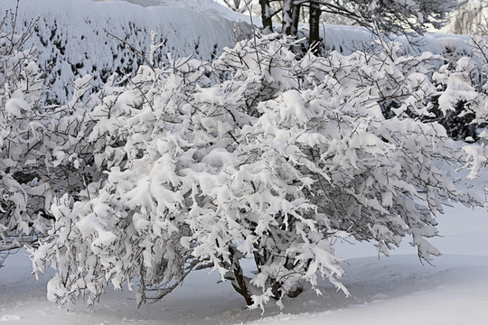 覆蓋著雪的灌木叢