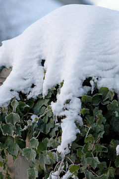 覆蓋著雪的葡萄樹(shù)