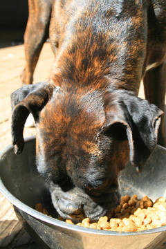Boxer Dog的飲食
