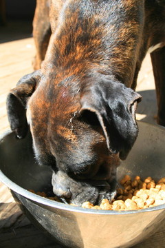 Boxer Dog的飲食