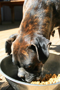 Boxer Dog的飲食