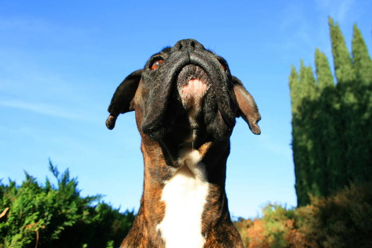 拳師犬爆頭