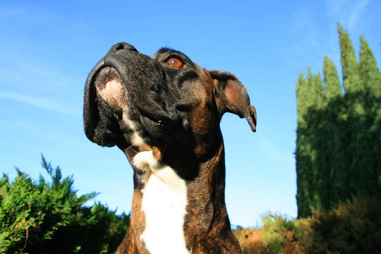 拳師犬爆頭