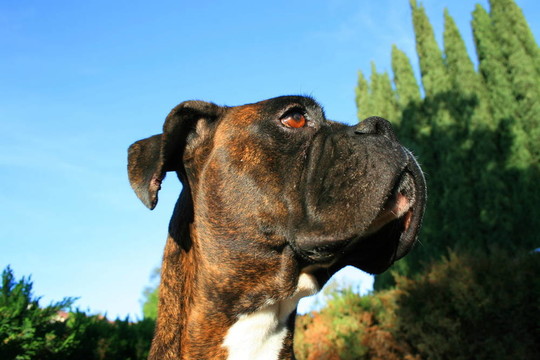拳師犬爆頭