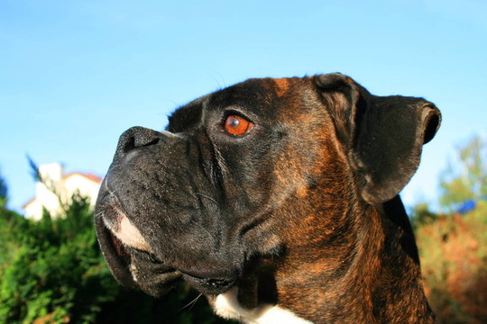 拳師犬爆頭