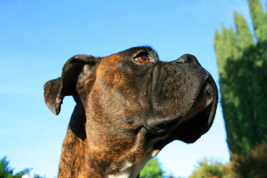 拳師犬爆頭