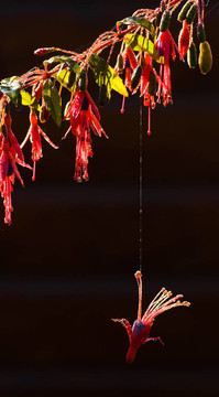 落花紫紅色掛在