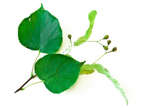 椴樹科