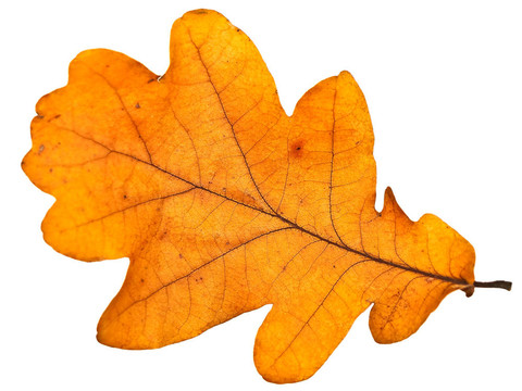橡樹(shù)葉