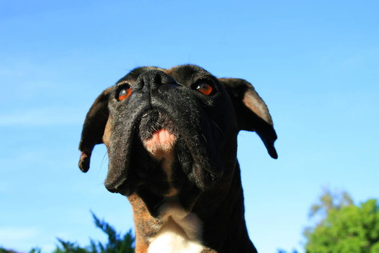 拳師犬爆頭