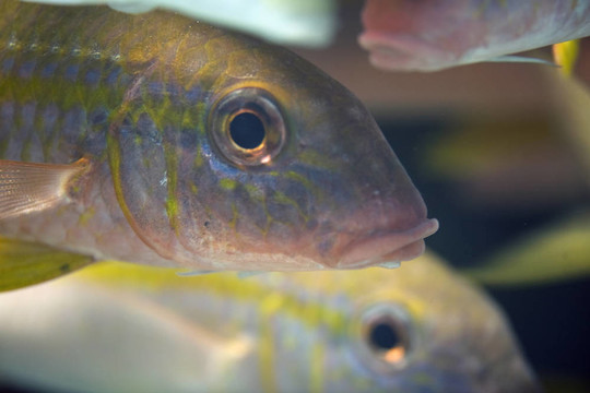 黃鰭金槍魚鰹