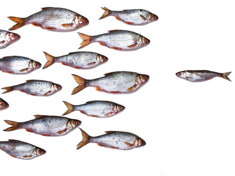 魚群全部由自己