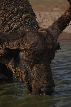 水牛飲料在阿多水坑